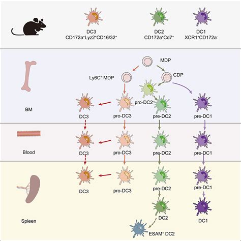 Dendritic Cell Type 3 Arises From Ly6c Monocyte Dendritic Cell