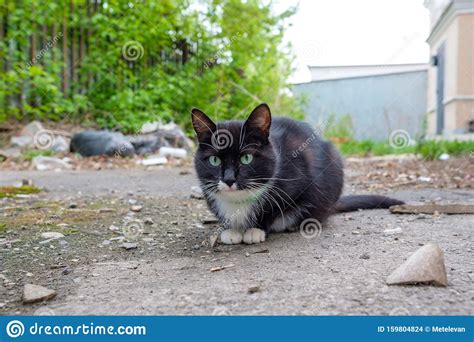 Gato Preto E Branco Sentado Na Estrada Em Colarinho Ficou Foto De Stock