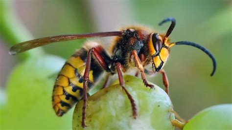 Bees Vs Hornets Vs Wasps Whats The Difference