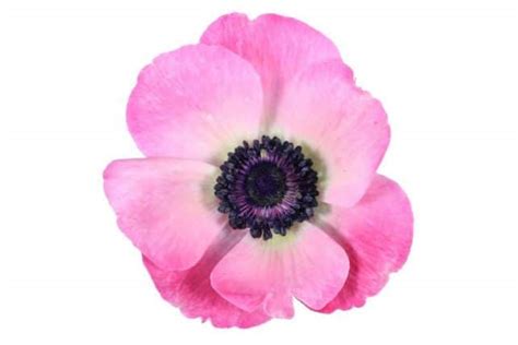 Anemone Flowers Stems Bulk Flowers J R Roses Wholesale