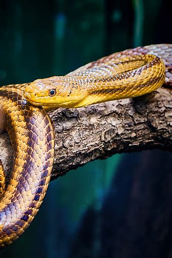 Ular Tikus Kuning Di Cabang Pohon Foto Stok Unduh Gambar Sekarang