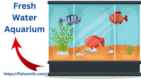 Freshwater Aquarium Setup 10 Easy Points to Follow