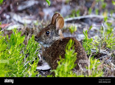 Marsh Rabbit Sylvilagus Palustris Florida Hi Res Stock Photography And