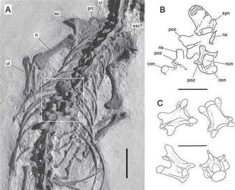 A Photograph Of Anterior Postcranial Skeleton Of Fmnh Pr2260 The