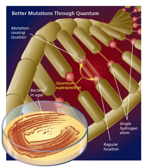 Solving Biology S Mysteries Using Quantum Mechanics Artofit