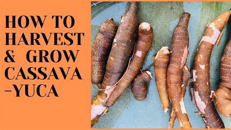 How To Harvest And Grow Cassava Yuca Gardening Youtube