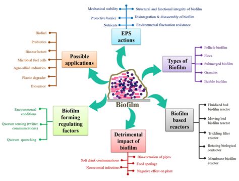 An overview of bacterial biofilm formation, factor affecting, and ...