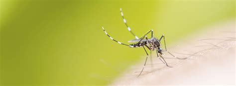 Mosquito Species in the Northeast U.S. | Ehrlich Pest Control