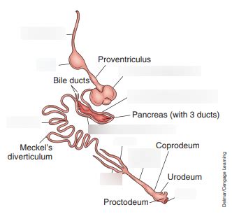 Avian Digestive System Diagram Quizlet