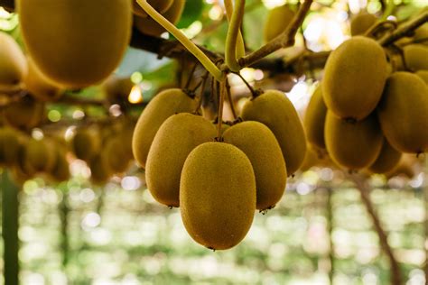 Zespri’s “most successful” kiwifruit starts a new season in the U.S.