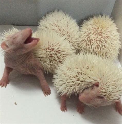 Albino Hedgehog Babies Bebes Erizos Albinos Baby Animals Animals