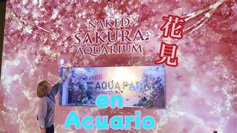 Hanami en el mar NAKED SAKURA AQUARIUM 海のお花見 マクセル アクアパーク品川 Español
