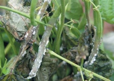 Sclerotinia Drop Lettuce Drop Or White Mold Oklahoma State University