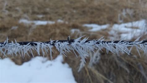 Rime Ice and Masks - Calamus Mom