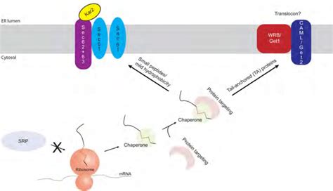 Post Translational Translocation Post Translational Translocation Download Scientific Diagram