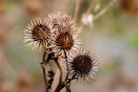 Burdock Plants Seeds Free Photo On Pixabay Pixabay