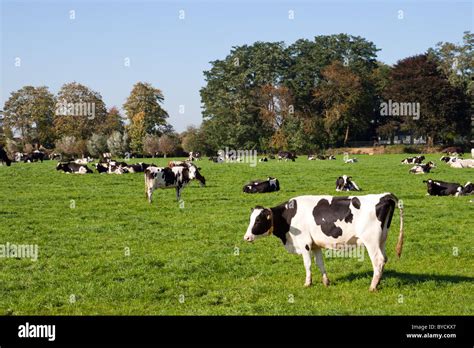 Vacas blanco y negro en un cultivo Fotografía de stock Alamy