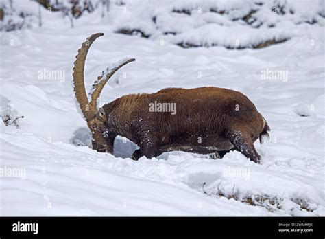 alpine ibex capra ibex male  big horns foraging  herbs