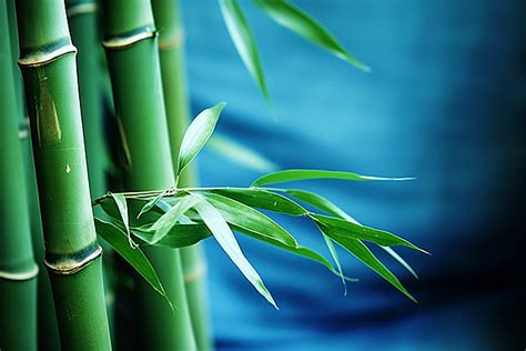 Fresh Pale Green Bamboo Background Fresh Background Light Green Bamboo Background Fresh Green