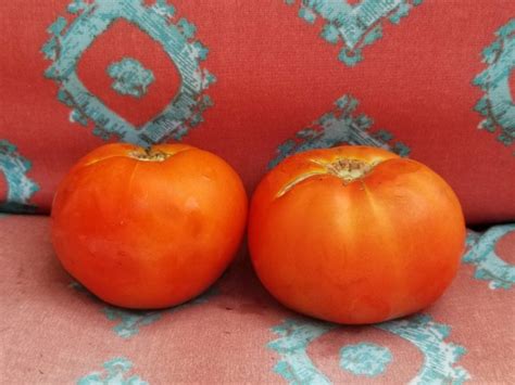 Tomato 'Abraham Lincoln' Seeds (Certified Organic) | Garden Hoard ...