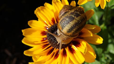 Siput Coneflower Latar Belakang Foto Gratis Di Pixabay Pixabay