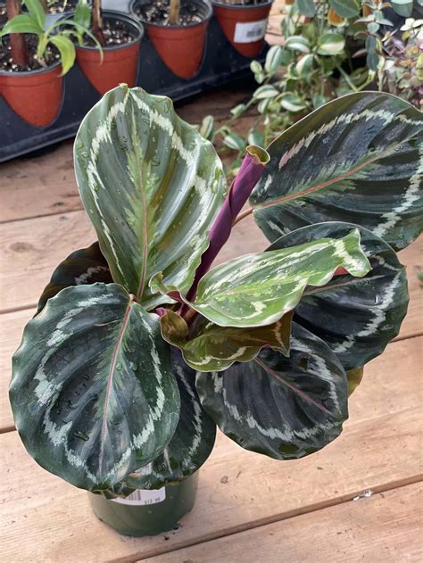 Calathea Roseopicta - Blue Grass Nursery, Sod and Garden Centre ...