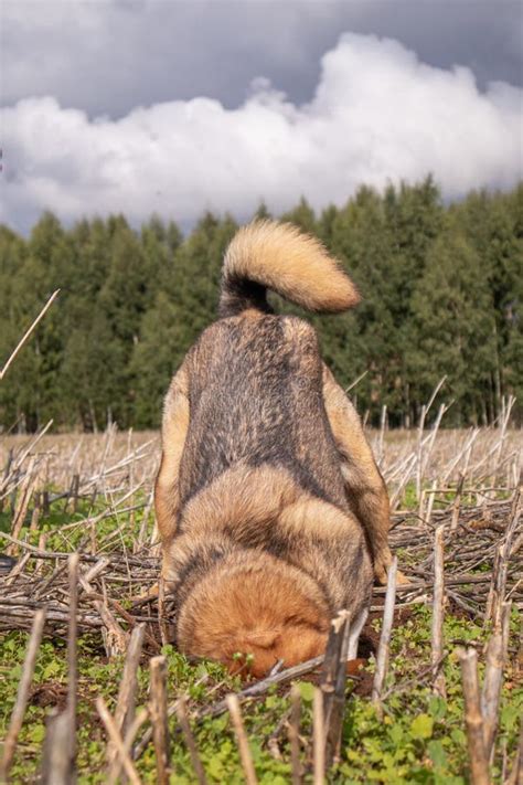 Unleashed Instincts Stock Photos - Free & Royalty-Free Stock Photos ...