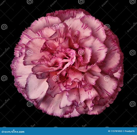 Il Fiore Rosa Del Garofano Sul Nero Ha Isolato Il Fondo Con Il Percorso