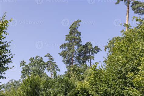 Trees in a mixed forest in summer 13628069 Stock Photo at Vecteezy