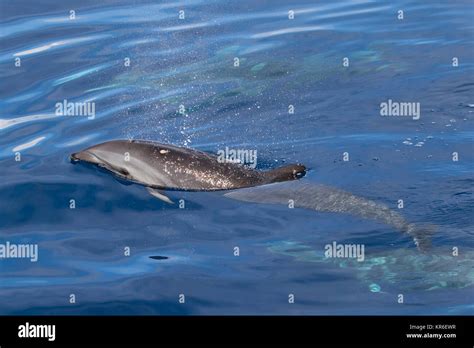 Frasers Dolphin Lagenodelphis Hosei Or The Sarawak Dolphin Getting