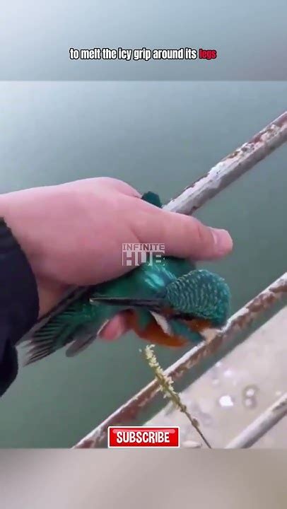 Man Rescues Bird With Frozen Legs From The Snow Viral Help Shorts