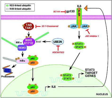 Signaling Pathways Activated By K171e Ikkβ A Model Is Presented For