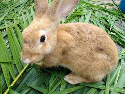 Rabbit Rabbit Farming For Sale Quezon City Philippines Buy And Sell