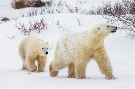 Polar Bear with a Cubs in the Tundra. Canada Stock Photo - Image of churchill, canadian: 79841292