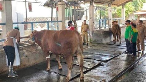 Ditemukan Penyakit Cacing Hati Pada 170 Ekor Sapi Untuk Hewan Kurban Di