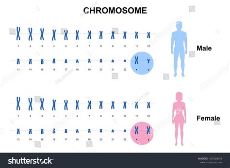 Sex Chromosomes Images Stock Photos Vectors Shutterstock