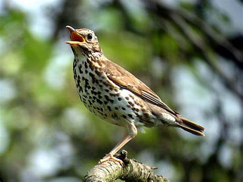 BUKOWNICZEK: Ptaszynka