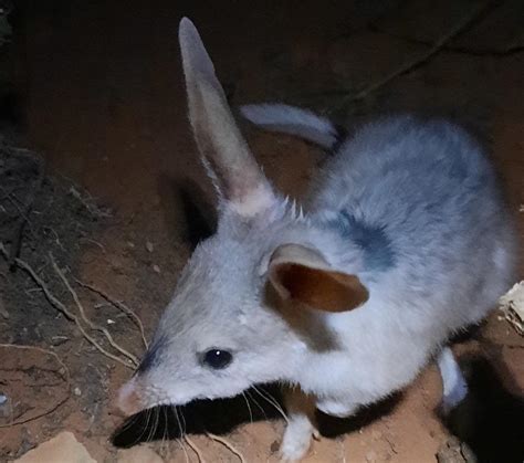 Social Lives Of Bilbies More Complex Than Previously Thought