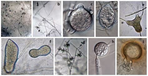 Phytophthora Nicotianae To Be Redescribed 2022 Idphy