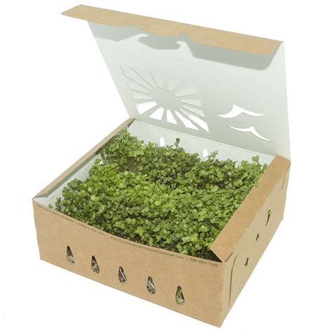 MICROGREEN GROWERS – Sustainable Produce Container | 888-883-7259