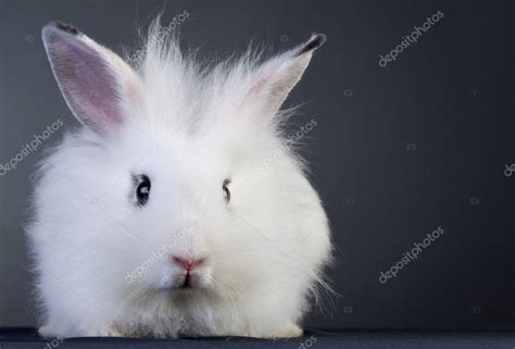 White baby bunny Stock Photo by ©feedough 4633107