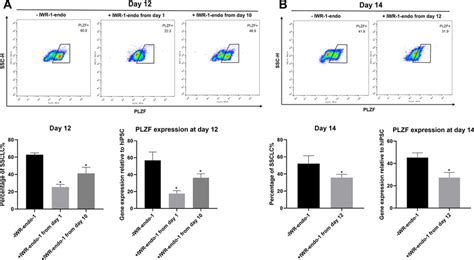 Inhibition Of Wnt Signaling Pathway Impaired Formation And Maintenance