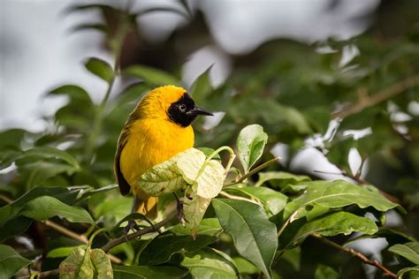 Discover The Birds Of Kenya Africa