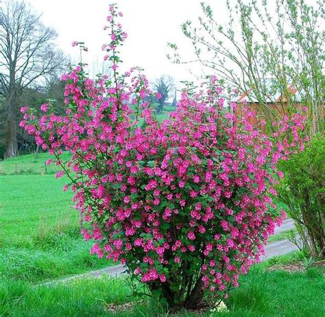 Ribes Sanguineum King Edward Vii A Gorgeous And Low Maintenance