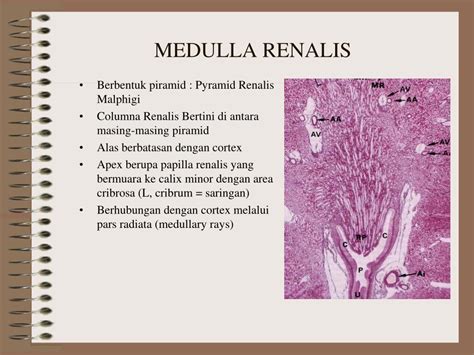 Ppt Histologi Ginjal Powerpoint Presentation Free Download Id2324803