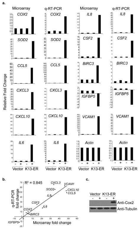 Validation Of Gene Expression Array Data By QRT PCR And Western