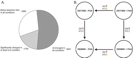 Global Gene Expression Response Of Ds17690 And Ds50661 Strains To The