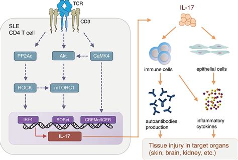 Frontiers Current Insights And Future Prospects For Targeting Il 17