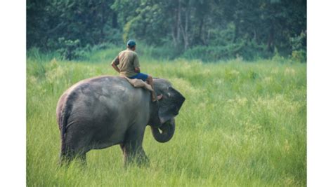 The Elephant And The Rider Marc Corsini