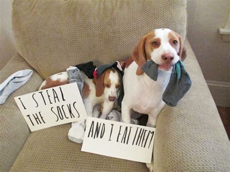 25 Asshole Dogs Being Shamed For Their Crimes Bored Panda